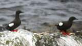 Black Guillemot (Cepphus grylle) Norway - Vardo - Hornøya