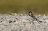 Lapland Longspur (Calcarius lapponicus) Norway - Vardø