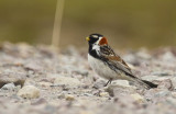 Lapland Longspur (Calcarius lapponicus) Norway - Vardø