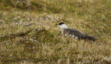 Arctic Skua, Parasitic Jaeger (Stercorarius parasiticus) Norway - Vardø