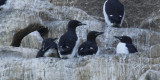 Thick-billed Murre or Brunnichs Guillemot (Uria lomvia) Norway - Vardo - Hornya