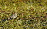 Red-throated Pipit (Anthus cervinus) Norway - Vadsø