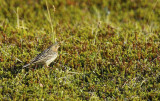 Red-throated Pipit (Anthus cervinus) Norway - Vads