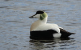 Common Eider (Somateria mollissima) Norway - Vardo