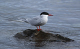 Arctic Tern (Sterna paradisaea) Norway - Vardø