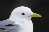 Black-legged Kittiwake (Rissa tridactyla) Norway - Vardo - Hornya