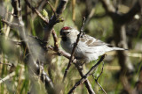 Arctic Redpoll (Acanthis hornemanni) Norway - Vadsø