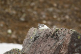 Rock Ptarmigan (Lagopus muta) Adult male - Norway, Berlevåg