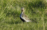 European Golden Plover (Pluvialis apricaria) Norway - Vardø