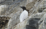 Thick-billed Murre or Brunnich's Guillemot (Uria lomvia) Norway - Vardo - Hornøya
