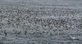 Common Murre or Guillemot (Uria aalge) Norway - Vardo - Hornøya