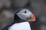 Atlantic Puffin (Fratercula arctica) Norway - Vardø - Hornøya