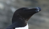 Razorbill (Alca torda) Norway - Vardo - Hornøya