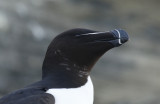 Razorbill (Alca torda) Norway - Vardo - Hornøya