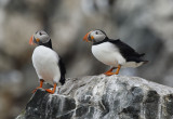 Atlantic Puffin (Fratercula arctica) Norway - Vardo - Hornya