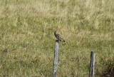 Short-eared Owl (Asio flammeus) Norway - Vadsø