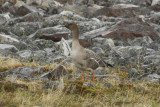 Tundra Bean Goose (Anser serrirostris) Norway - Berlevåg