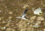 Red-throated Loon (Gavia stellata) Norway - Vard