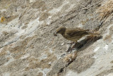 Scandinavian Rock Pipit (Anthus petrosus littoralis) Norway - Vardo - Hornøya