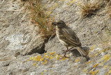 Scandinavian Rock Pipit (Anthus petrosus littoralis) Norway - Vardo - Hornøya