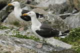 Great Black-backed Gull (Larus marinus) Norway - Vardo - Hornøya