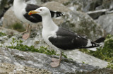 Great Black-backed Gull (Larus marinus) Norway - Vardo - Hornøya