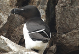 Razorbill (Alca torda) Norway - Vardø - Hornøya