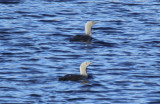 Red-throated Loon (Gavia stellata) Norway - Vardø