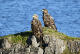 White-tailed Eagle (Haliaeetus albicilla) Norway - Vardø