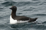 Common Murre or Guillemot (Uria aalge hyperborea) Norway - Vardo - Hornøya