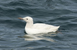 Common Murre or Guillemot (Uria aalge) Norway - Vardo - Hornya