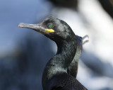 European Shag (Phalacrocorax aristotelis) Norway - Vardo - Hornøya
