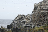 Norway - Vardo - Hornøya