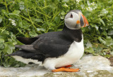 Atlantic Puffin (Fratercula arctica) Norway - Vardo - Hornøya