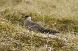 Arctic Skua, Parasitic Jaeger (Stercorarius parasiticus) Norway - Vardø