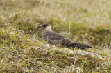 Arctic Skua, Parasitic Jaeger (Stercorarius parasiticus) Norway - Vardø
