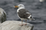 Great Black-backed Gull (Larus marinus) Norway - Vardo - Hornøya