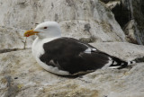 Great Black-backed Gull (Larus marinus) Norway - Vardo - Hornøya