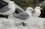 Black-legged Kittiwake (Rissa tridactyla) Norway - Vardo - Hornøya
