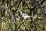 Arctic Redpoll (Acanthis hornemanni) Norway - Vadsø