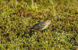 Red-throated Pipit (Anthus cervinus) Norway - Vadsø