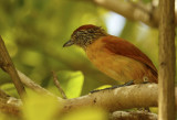 Barred Antshrike (Thamnophilus doliatus) *Female* Suriname - Paramaribo, Eco Resort Inn.