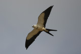 Swallow-tailed Kite (Elanoides forficatus) Suriname - Para 