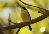 Common Tody-Flycatcher (Todirostrum cinereum) Suriname - Paramaribo, Eco Resort Inn