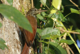 Straight-billed Woodcreeper (Dendroplex picus) Suriname - Commewijne, Peperpot Nature Reserve