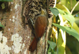 Straight-billed Woodcreeper (Dendroplex picus) Suriname - Commewijne, Peperpot Nature Reserve