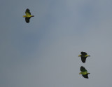 Orange-winged Amazon (Amazona amazonica) Suriname - Commewijne