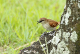 Yellow-chinned Spinetail (Certhiaxis cinnamomeus) Suriname - Paramaribo, Hotel Torarica