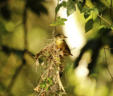 Tropical Royal Flycatcher (Onychorhynchus coronatus coronatus ) Suriname - Commewijne, Peperpot Nature Reserve