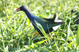 Purple Gallinule (Porphyrio martinica) Suriname - Paramaribo